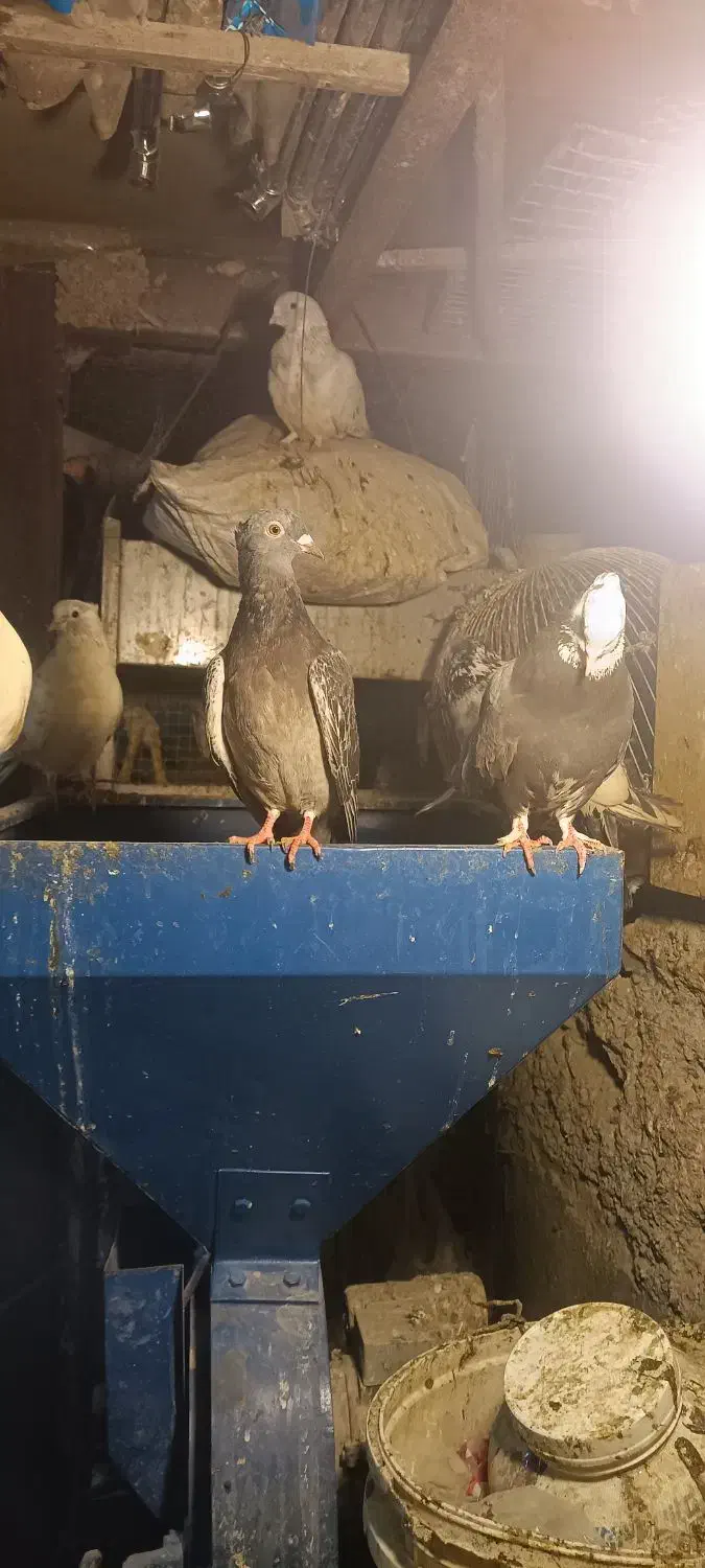 گفتر|پرنده|تهران, سبلان (لشگر)|دیوار