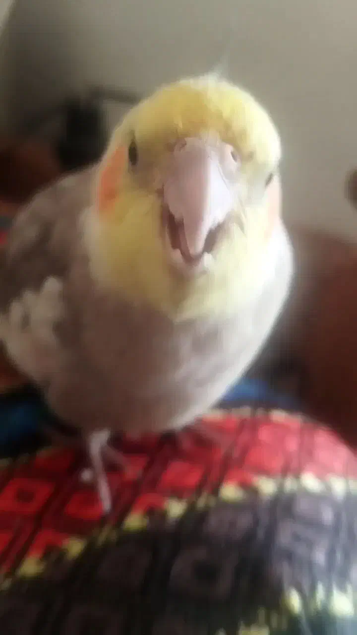 عروس هلندی گم شده|حیوانات|اندیشه, اندیشه فاز ۱|دیوار