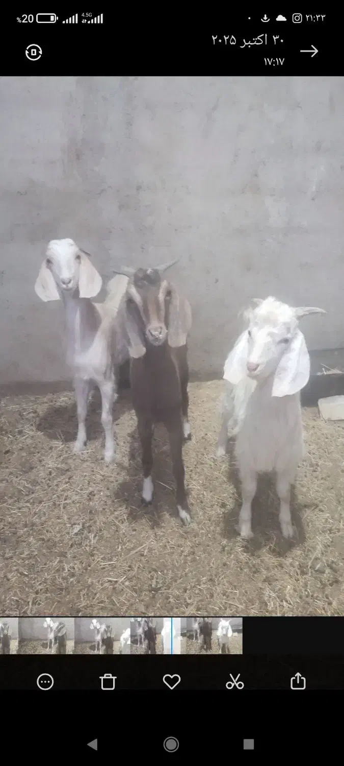 بزغاله دورگ پاکستانی|حیوانات مزرعه|آران و بیدگل, |دیوار