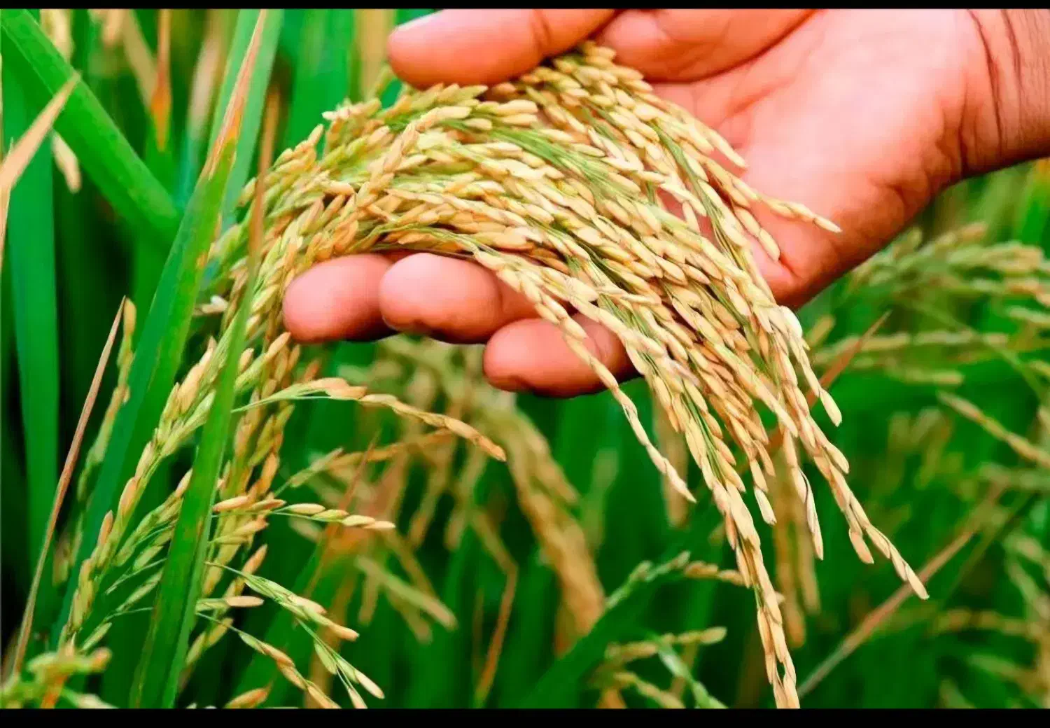 فروش شالیزار ۵۰۰۰ متری بر آسفالت|فروش دفتر صنعتی، کشاورزی، تجاری|خمام, |دیوار