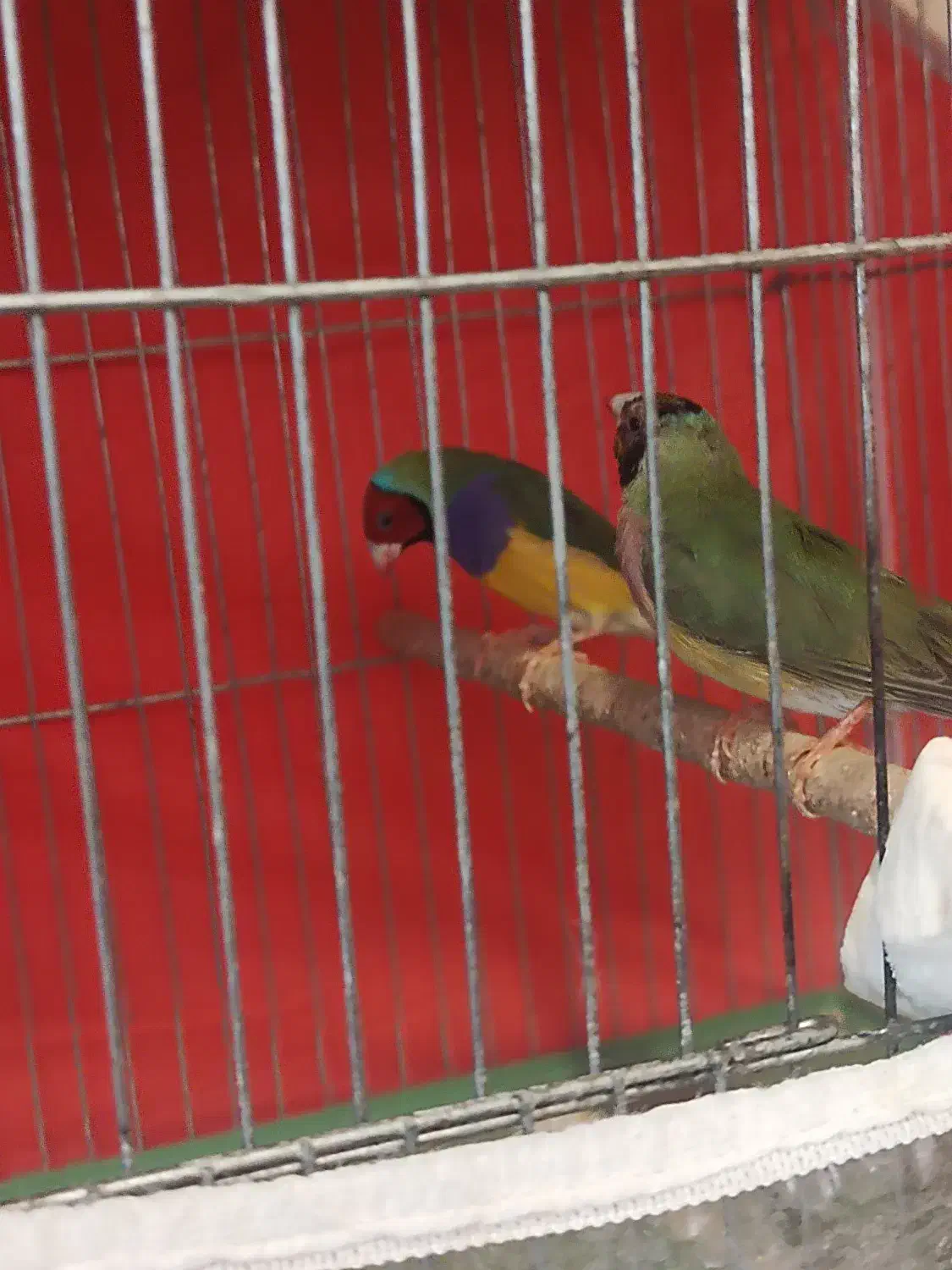 فنچ گلدین|پرنده|شیراز, شهرک گلستان شمالی|دیوار