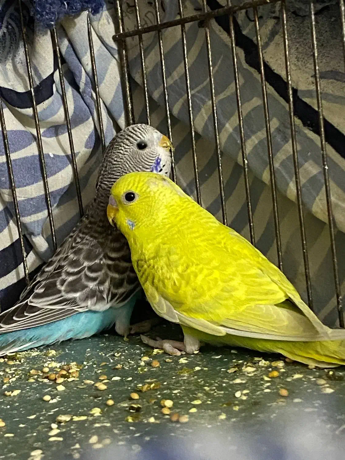 مرغ عشق|پرنده|سمنان, |دیوار