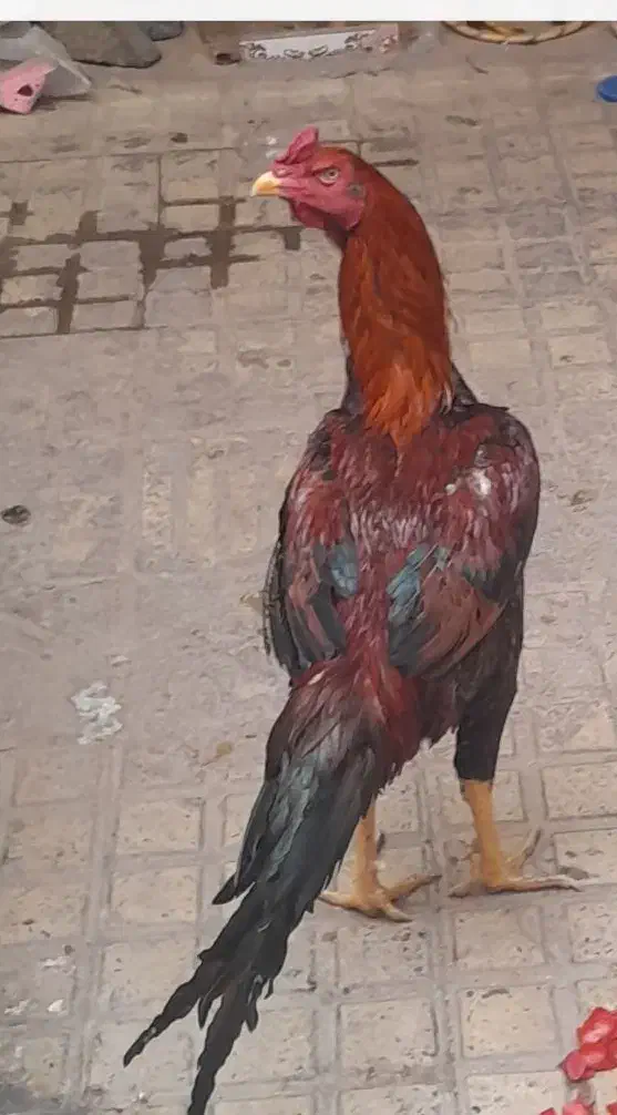 خروس|حیوانات مزرعه|محمدیه-قزوین, |دیوار