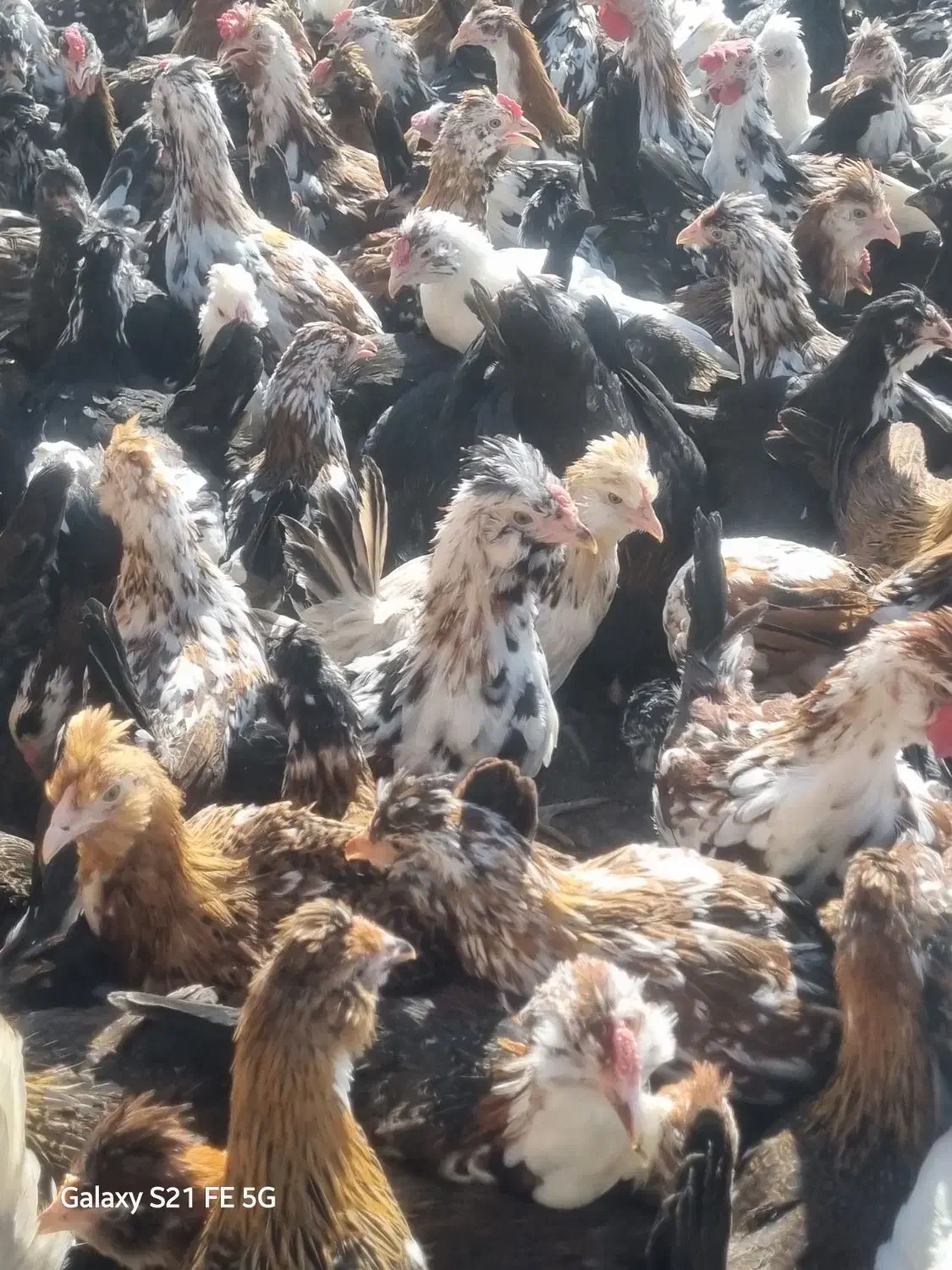 جوجه مرغ وخروس اصل گلین|حیوانات مزرعه|سیرجان, |دیوار