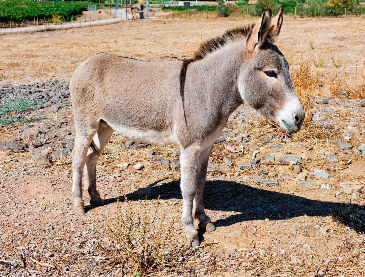 فروش یک رس الاغ باری چابک|حیوانات مزرعه|سرفاریاب, |دیوار