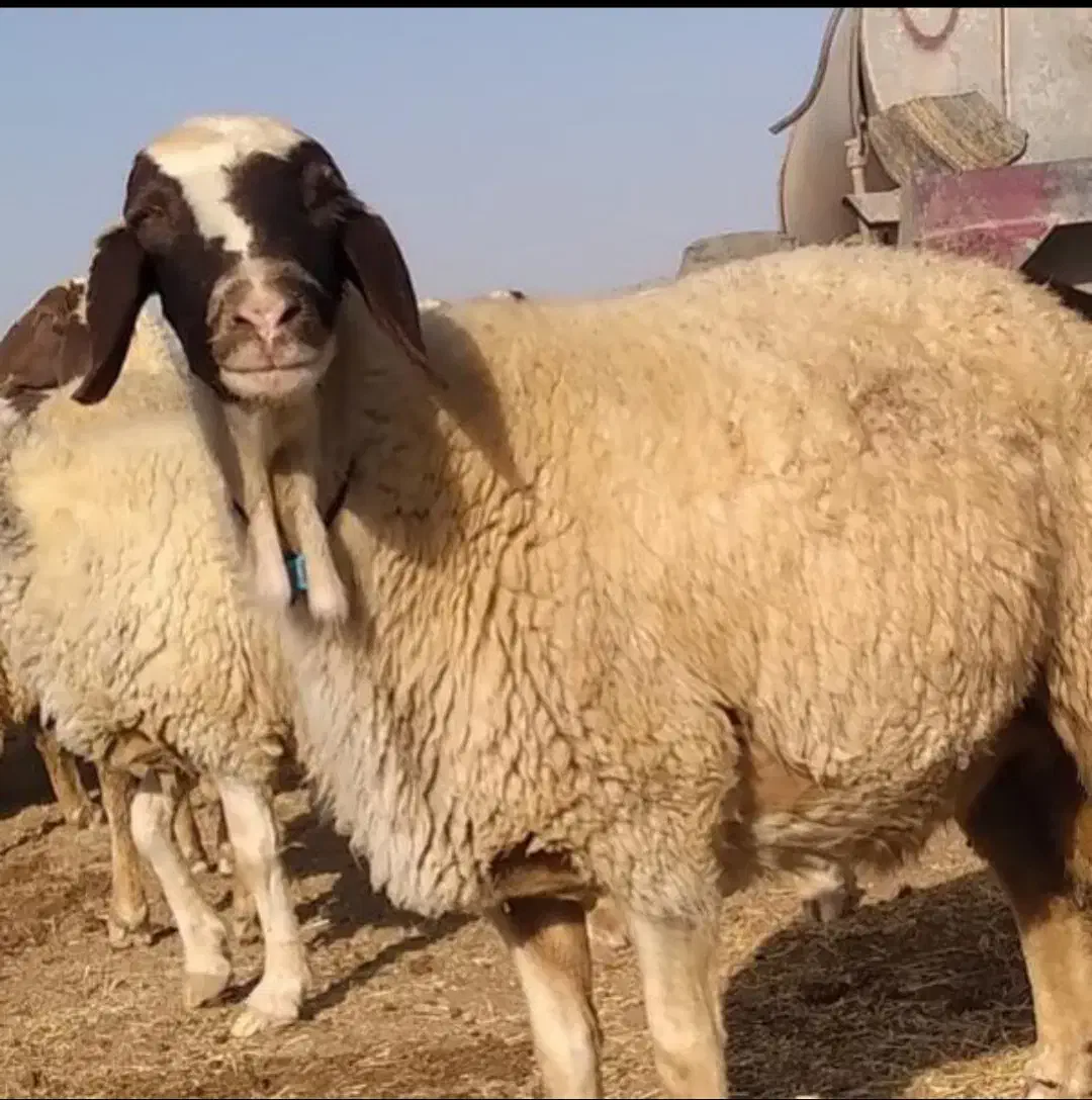 عرضهگوسفند زنده دام شهرداری کلتهران باقصاب|حیوانات مزرعه|تهران, نارمک|دیوار