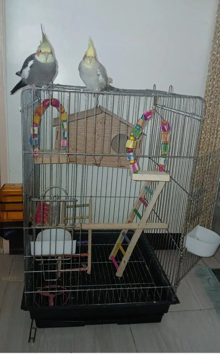 قفس عروس هلندی وطوطی|لوازم جانبی حیوانات|کهریزک, |دیوار