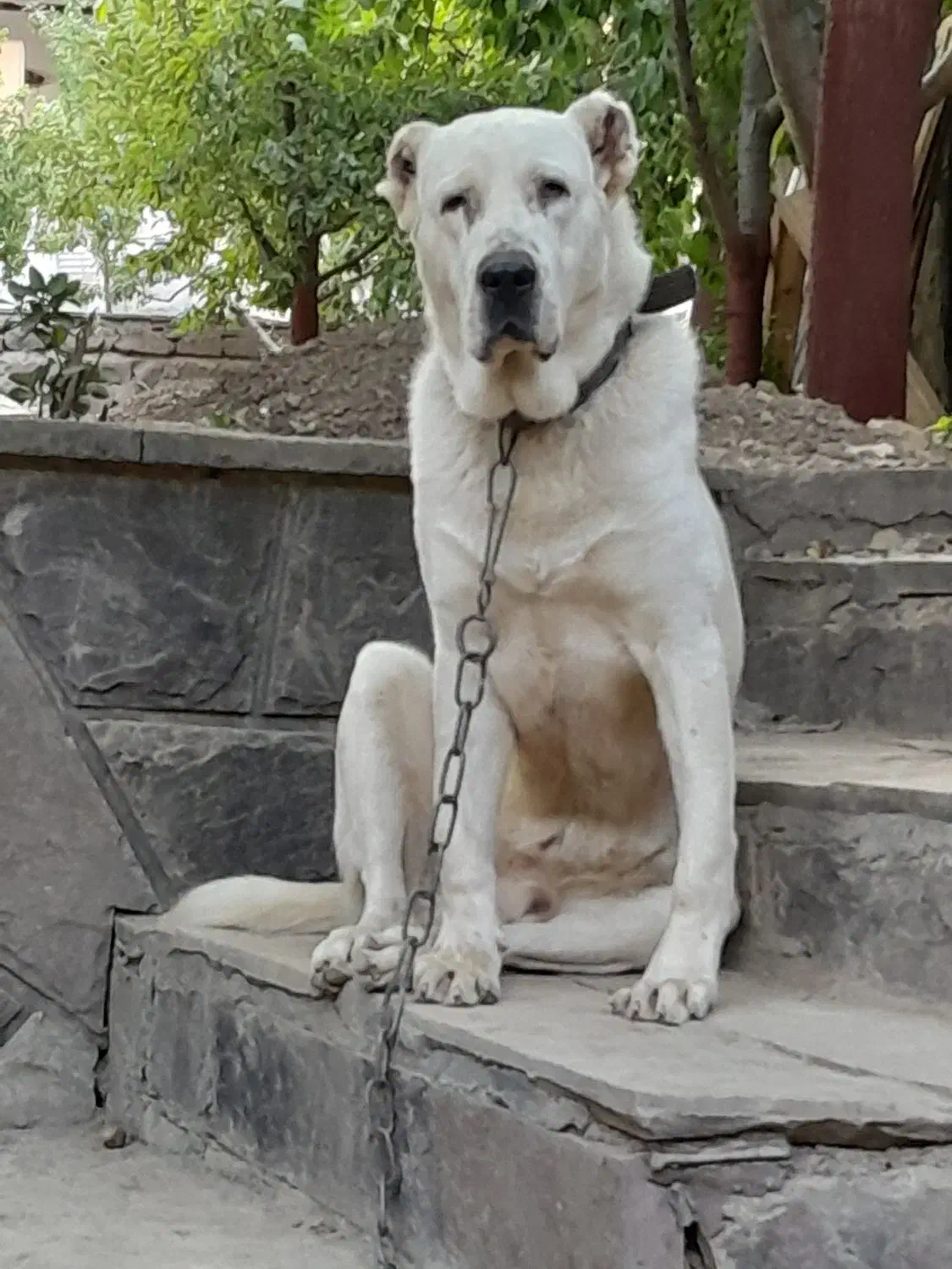 سگ الابای اصل روس یک سال و نیم|سگ|رودهن, |دیوار