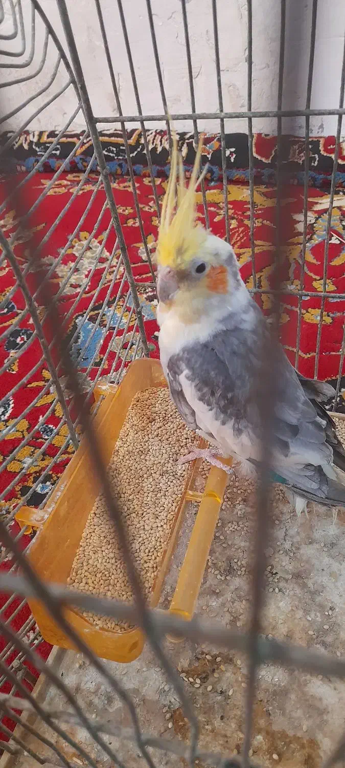 عروس هلندی|پرنده|زهک, |دیوار