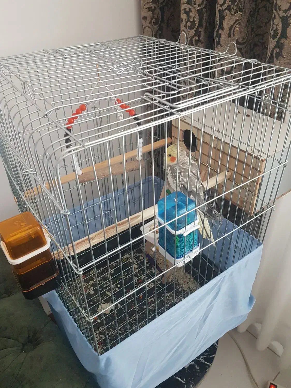 فروش عروس هلندی سخنگو|پرنده|محمدشهر, شهرک پیام (مهرالبرز)|دیوار