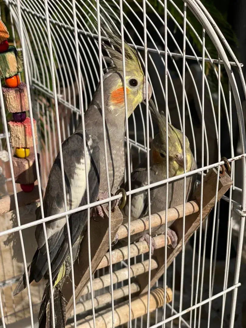 عروس هلندی|پرنده|لشت نشا, |دیوار