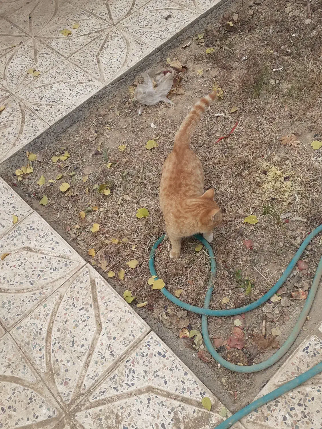 گربه سه ماهه نر|گربه|باغ بهادران, |دیوار