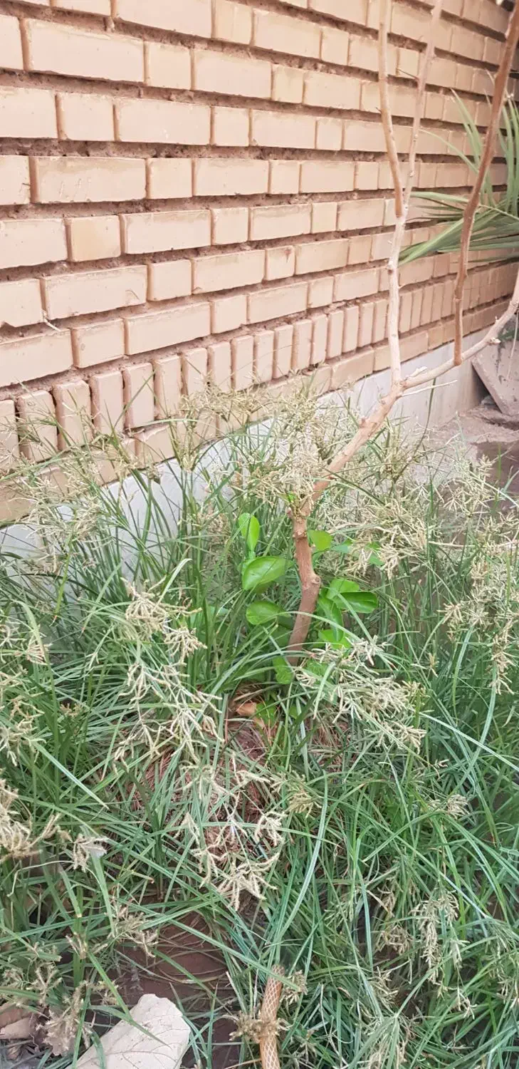 اجاره  واحد اپارتمانی|اجارهٔ آپارتمان|دهلران, |دیوار