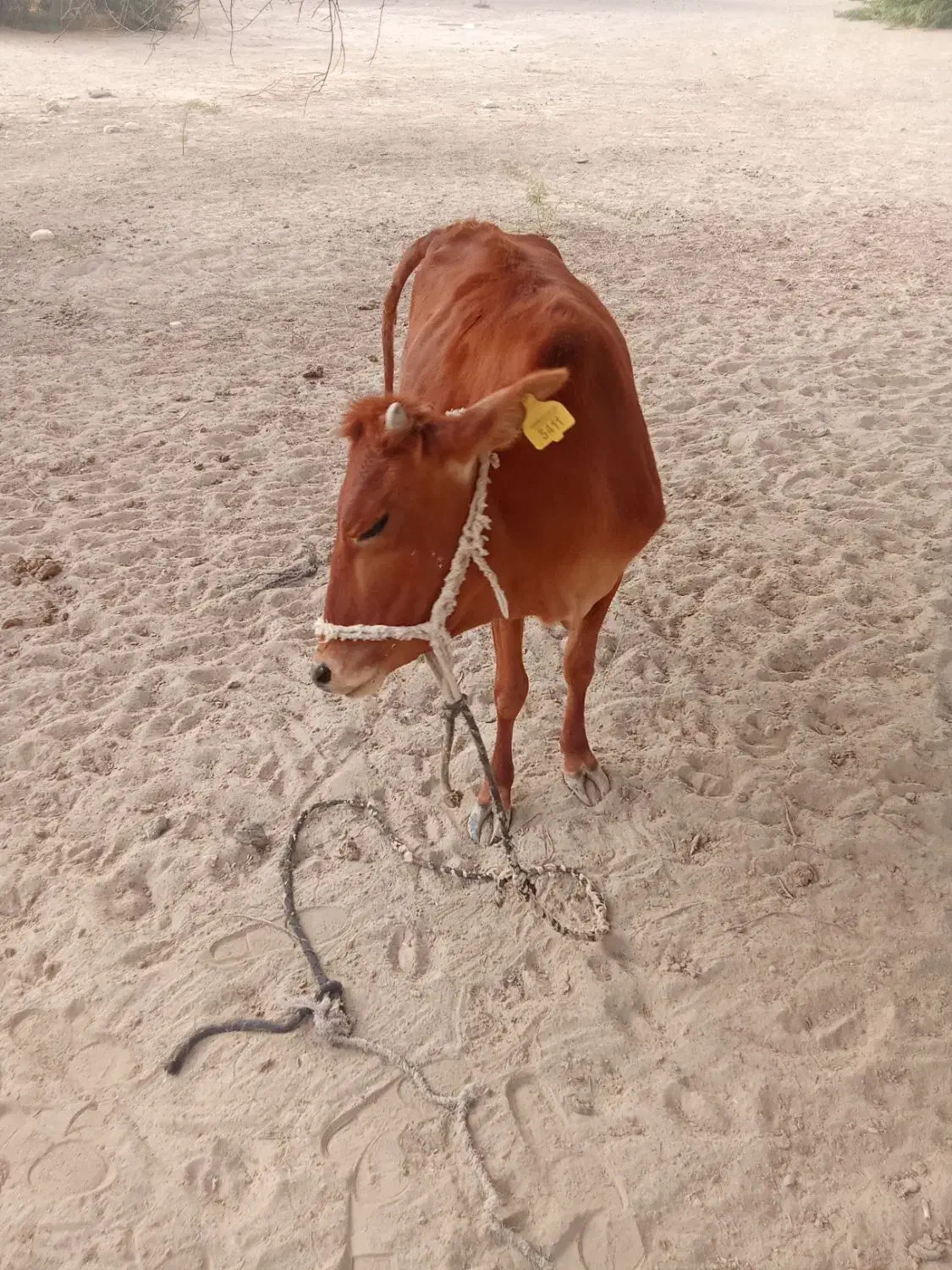 پروگاوداشتی اطراف جلابی|حیوانات مزرعه|تخت, |دیوار