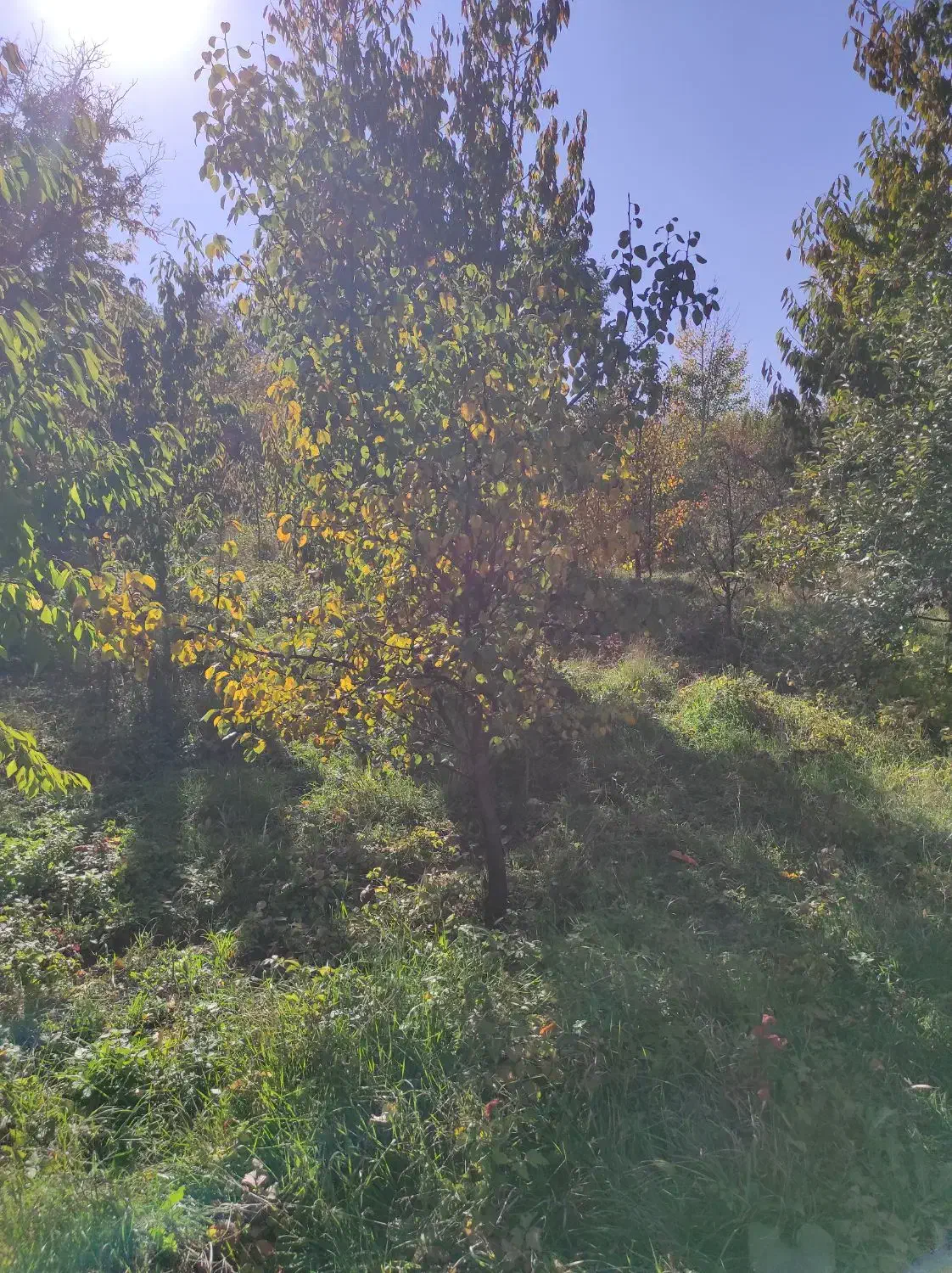 باغ در فیرورق|فروش زمین و ملک کلنگی|فیرورق, |دیوار