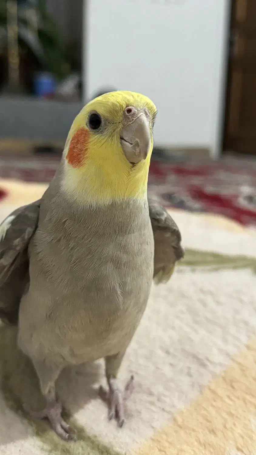 عروس هلندی گمشده|حیوانات|داراب, |دیوار