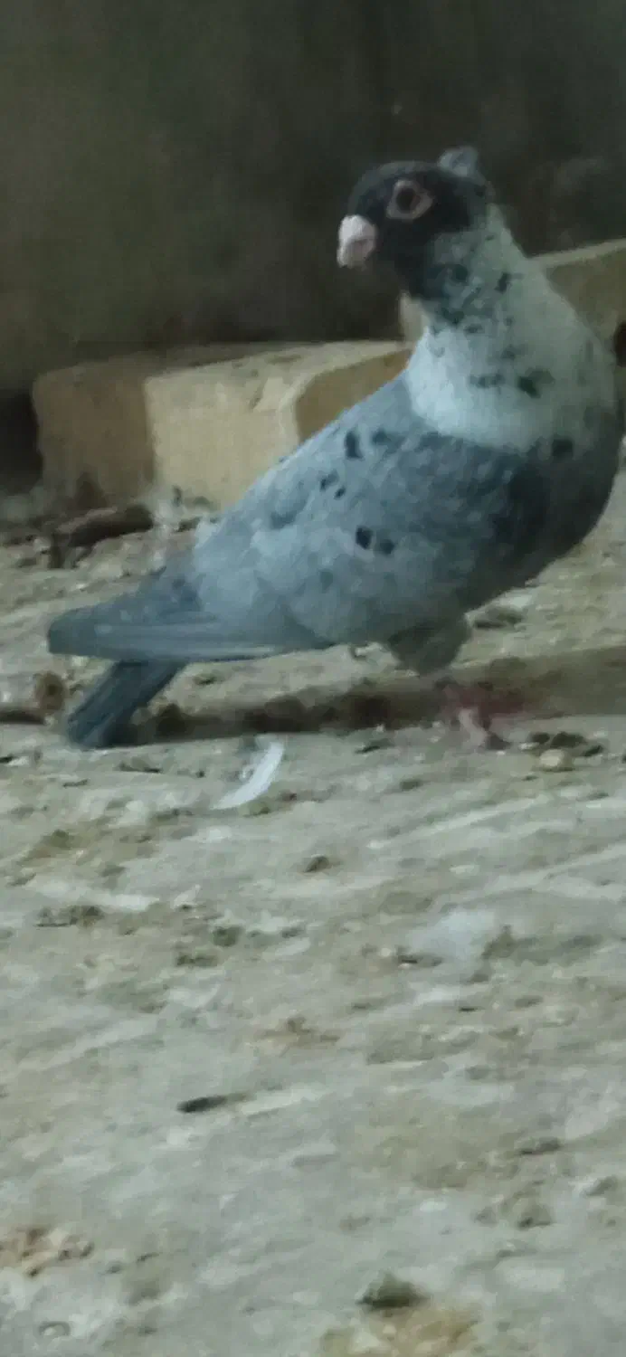 کبوتر رنگی|پرنده|نیشابور, فردوس شمالی|دیوار