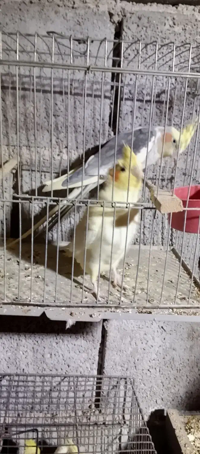 عروس هلندی،سرلاکی،دونخور،بالغ و جفت،اب پخش|پرنده|آبپخش, |دیوار