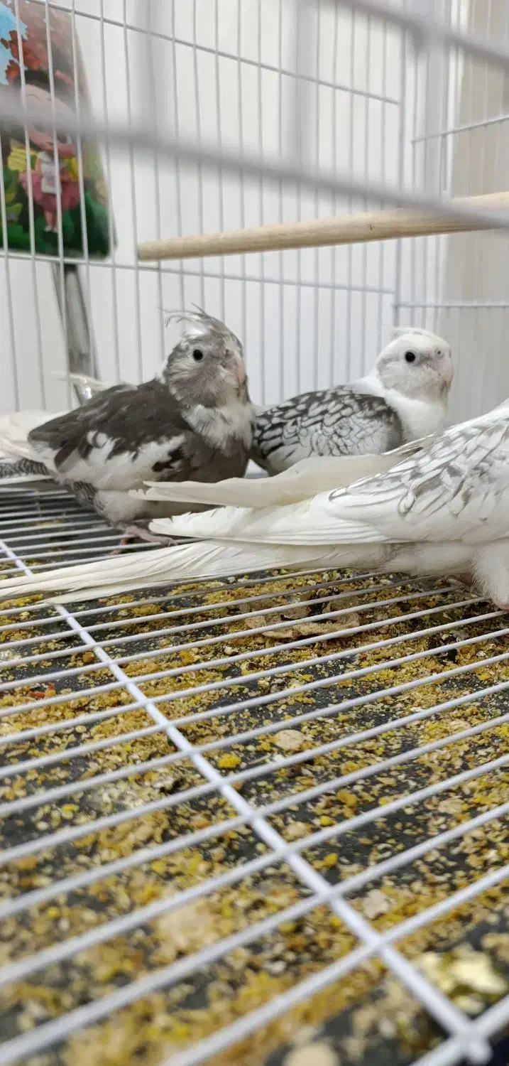 عروس هلندی|پرنده|تربت‌حیدریه, پیشکوه|دیوار