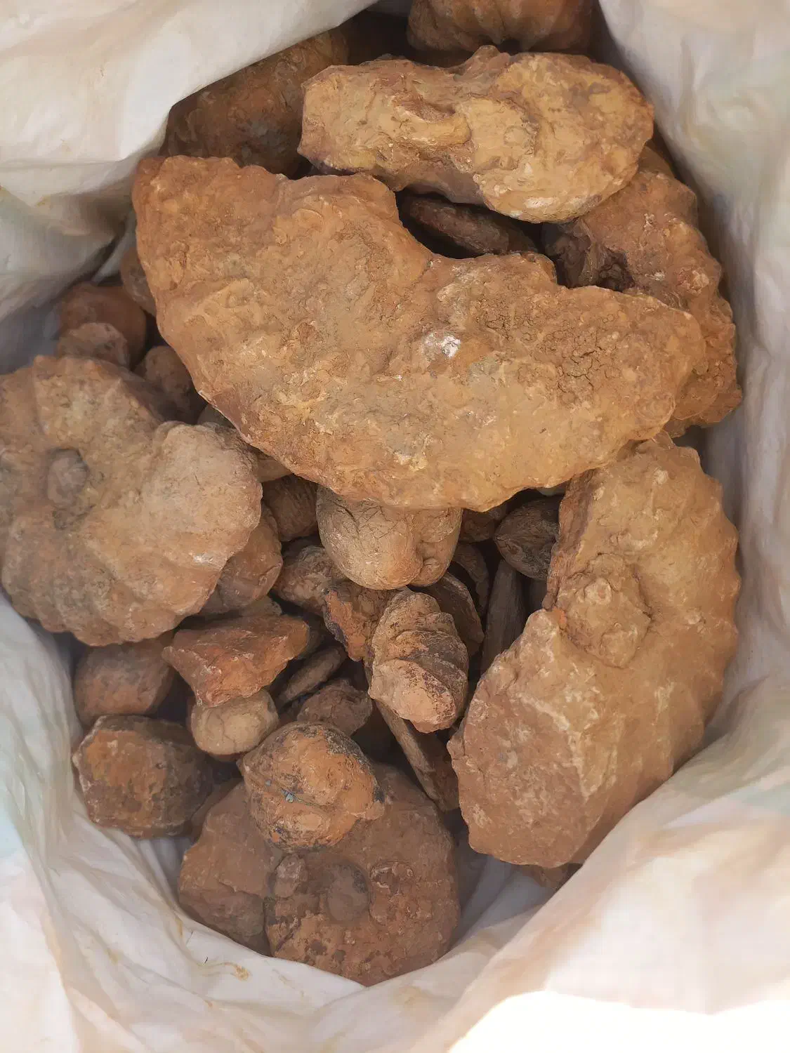 فسیل های مختلف|کلکسیون اشیاء عتیقه|سیراف, |دیوار