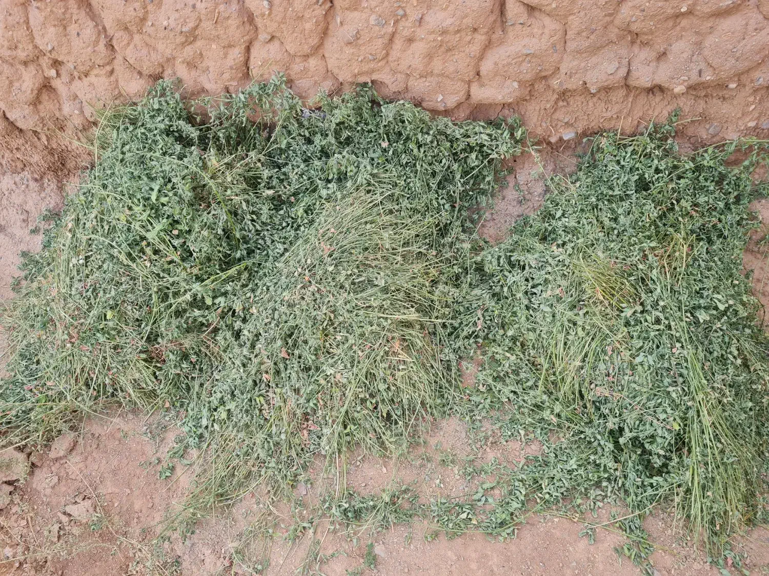 یونجه (علف درزه کرده)|عمدهفروشی|تفت, |دیوار