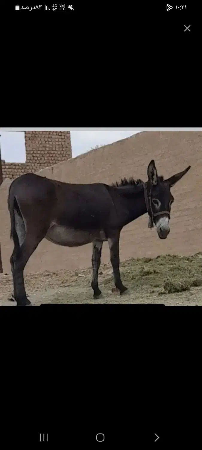 خر اروم|حیوانات مزرعه|رودهن, |دیوار