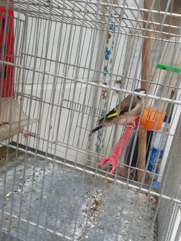 سهر سیره|پرنده|بروجرد, |دیوار