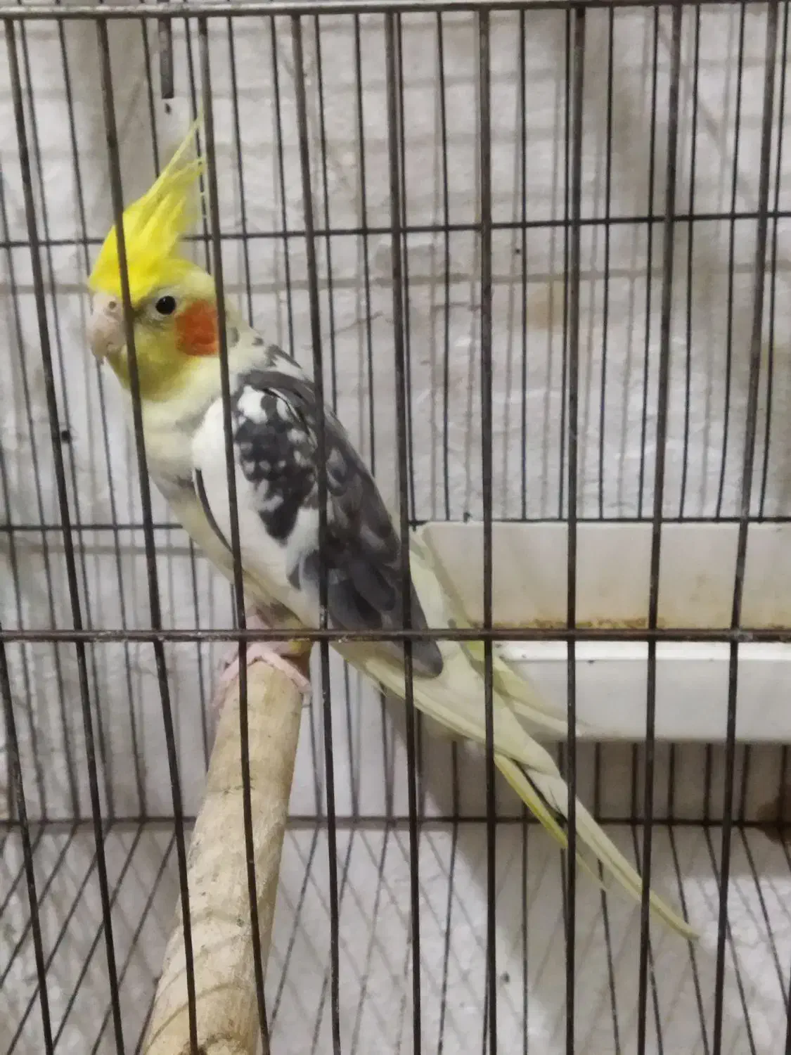 طوطی عروس ابلغ نر|پرنده|رشت, قاسمیه|دیوار