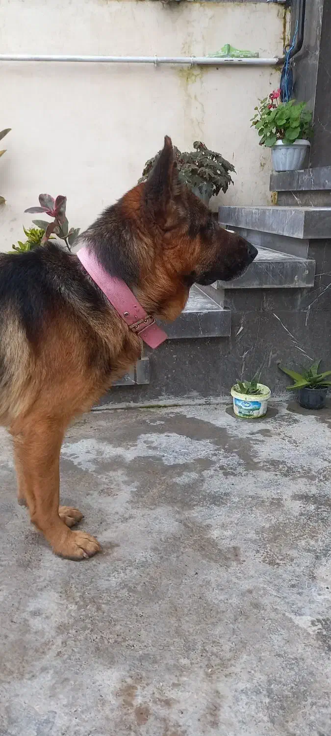 سگ ژرمن اصل|سگ|آستانه اشرفیه, |دیوار