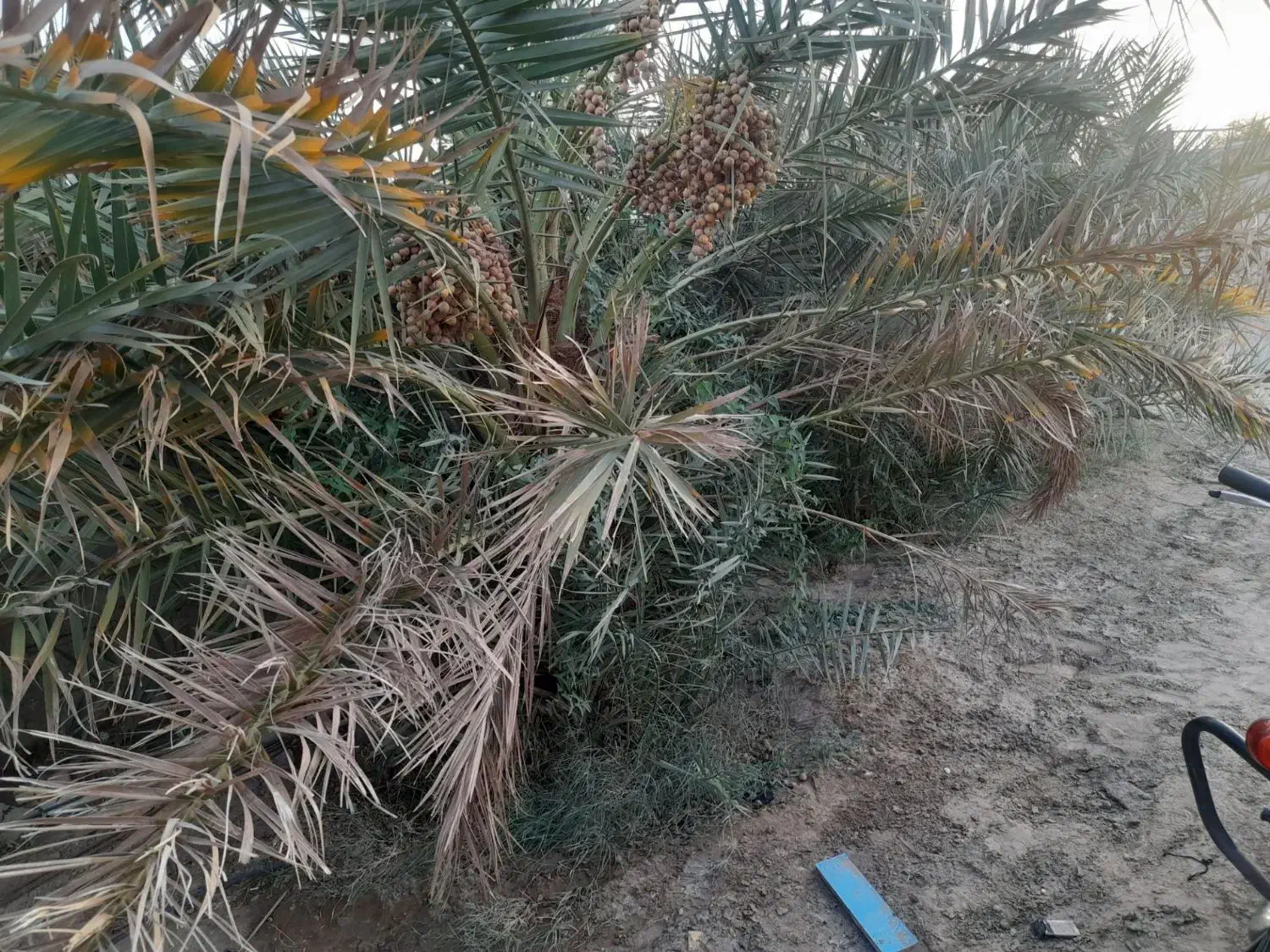 جونگ درخت حلیله ای ومضافتی فروش توافقی|گل و گیاه طبیعی|فهرج, |دیوار