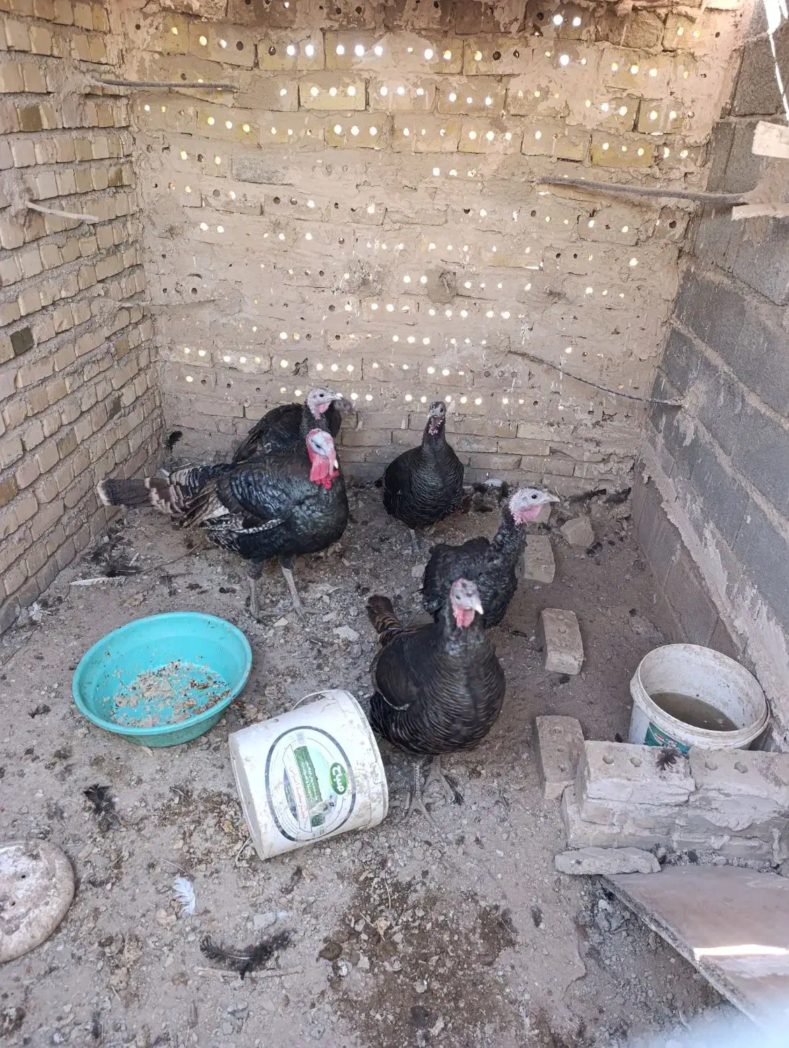 بوقلمون و طاقچه مرغ و خروس|حیوانات مزرعه|نیشابور, ابراهیمی|دیوار