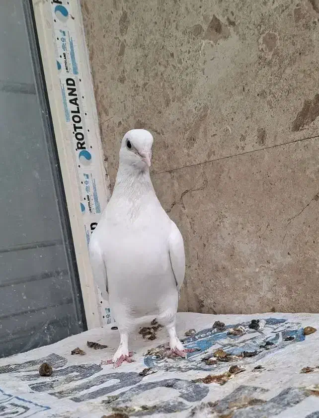 کبوتر سفید حندقی ماده|پرنده|قم, انسجام|دیوار