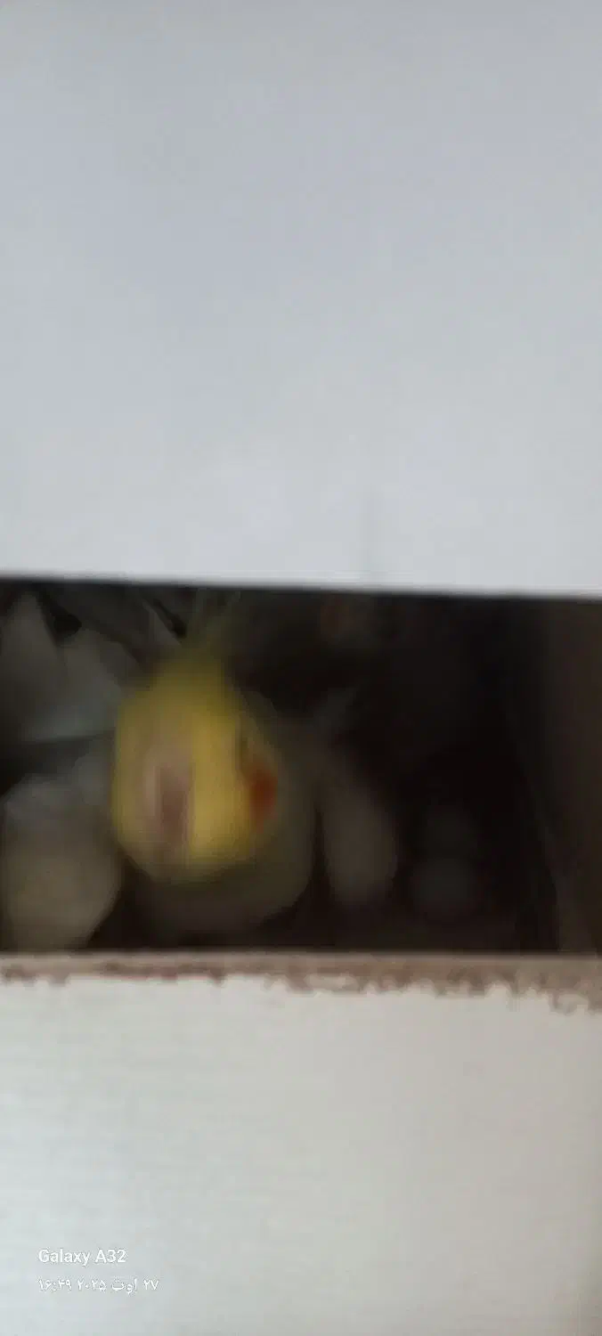 عروس هلندی مولد|پرنده|ری, تقی آباد|دیوار