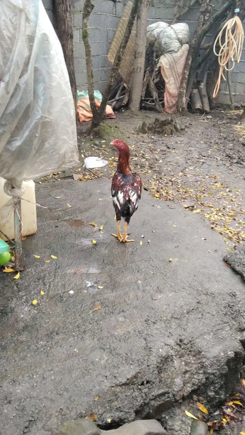 خروس|حیوانات مزرعه|سیاهکل, |دیوار