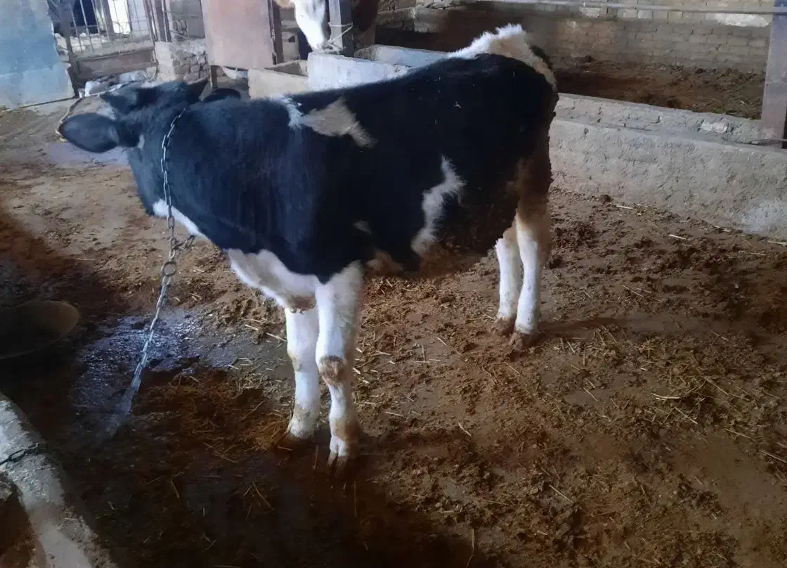 گوساله نر هلشتاین|حیوانات مزرعه|بروجرد, |دیوار