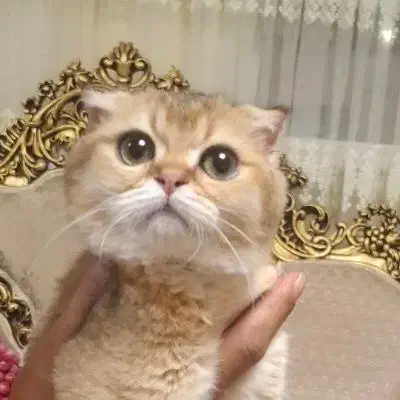 گربه اسکاتیش ۳ماهه|گربه|تبریز, |دیوار