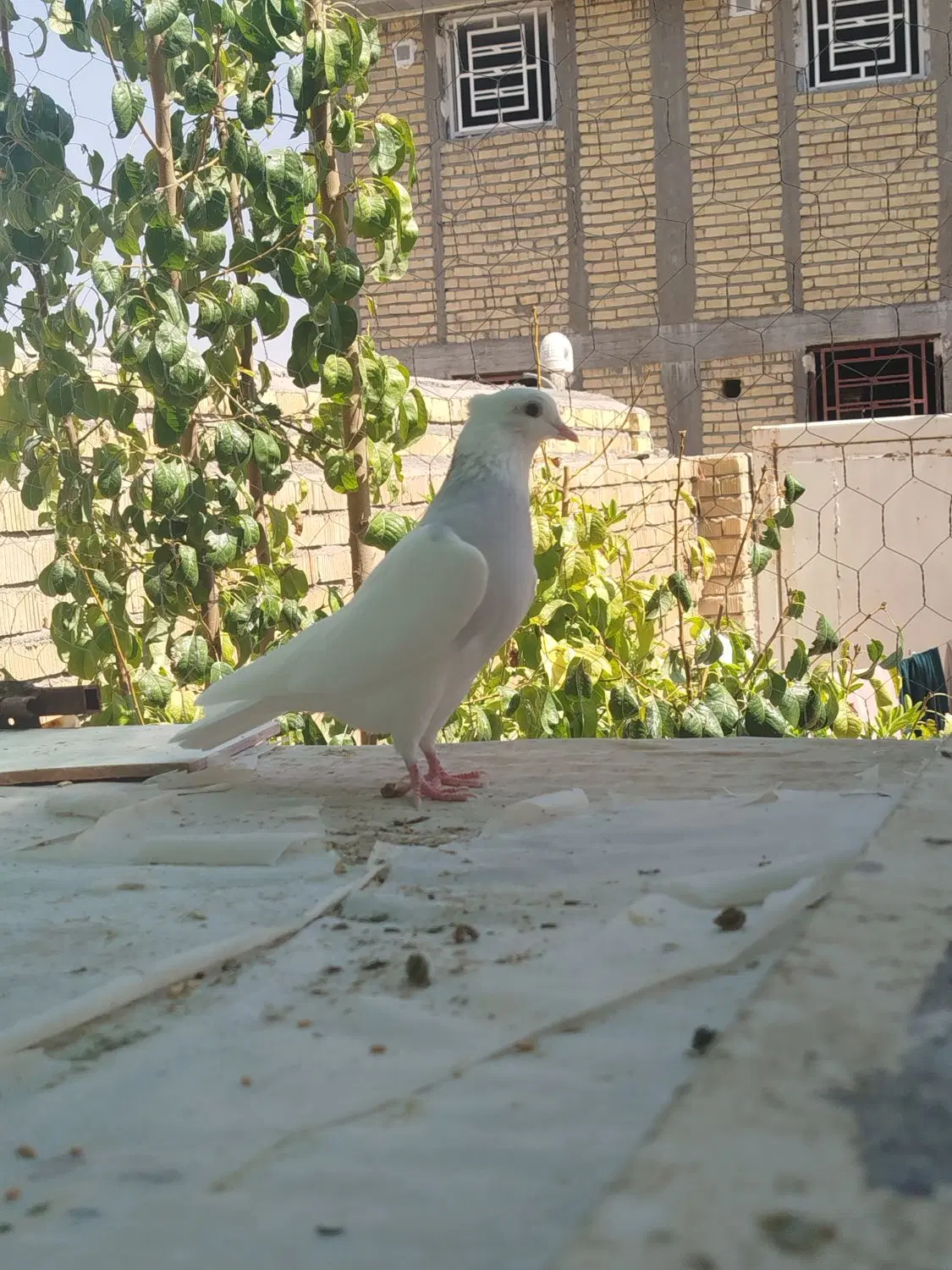 کفتر|پرنده|شیراز, داریون|دیوار