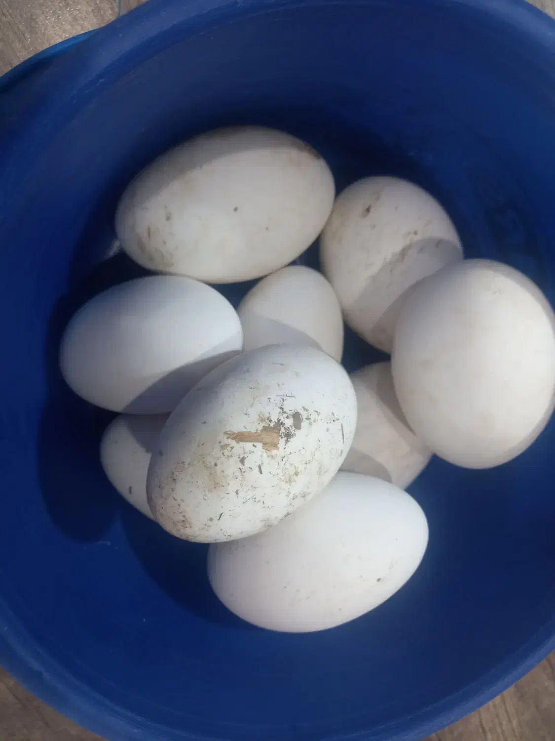 تخم غاز|حیوانات مزرعه|تربت جام, میان جام|دیوار