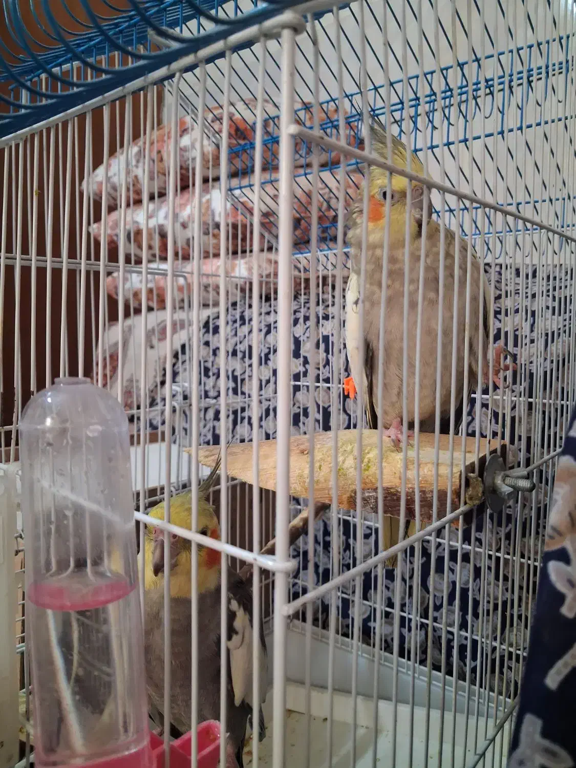 عروس هلندی مولد|پرنده|اهواز, بیست متری شهرداری|دیوار