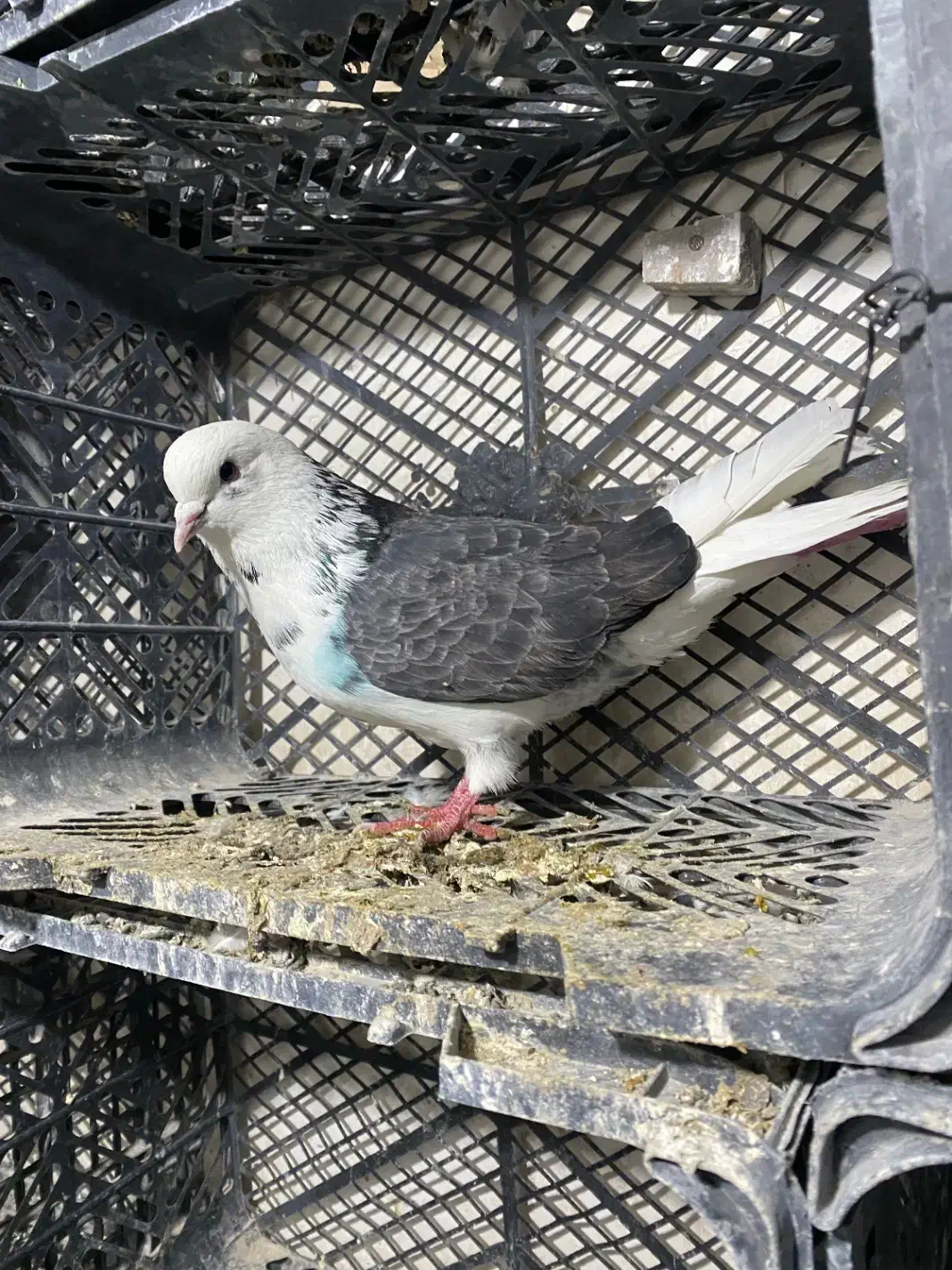 کفتر طهرونی|پرنده|ماهدشت, |دیوار