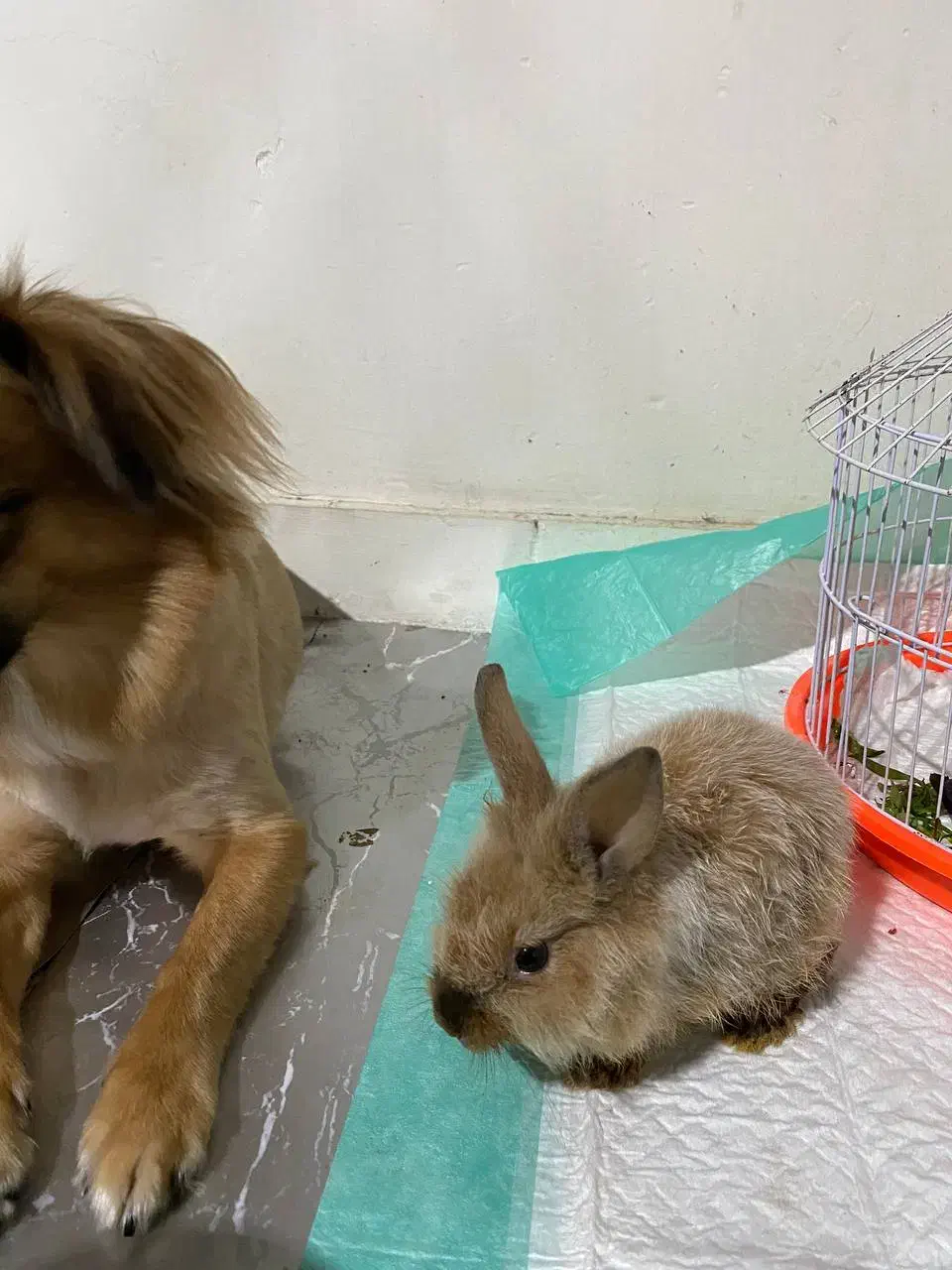 واگذاری خرگوش|موش و خرگوش|گرگان, |دیوار