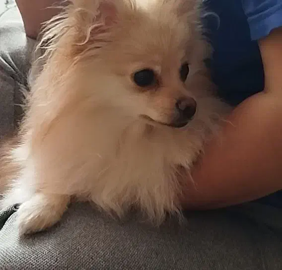 سگ پامر|سگ|شاهینشهر, خانه کارگر|دیوار