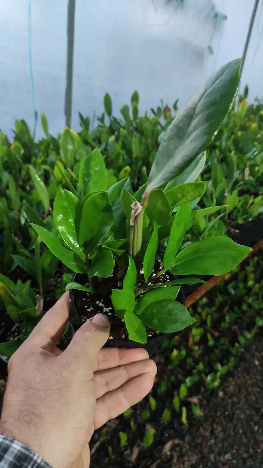 گل زامیفولیا زامفولیا زیر قیمت|گل و گیاه طبیعی|بابل, |دیوار