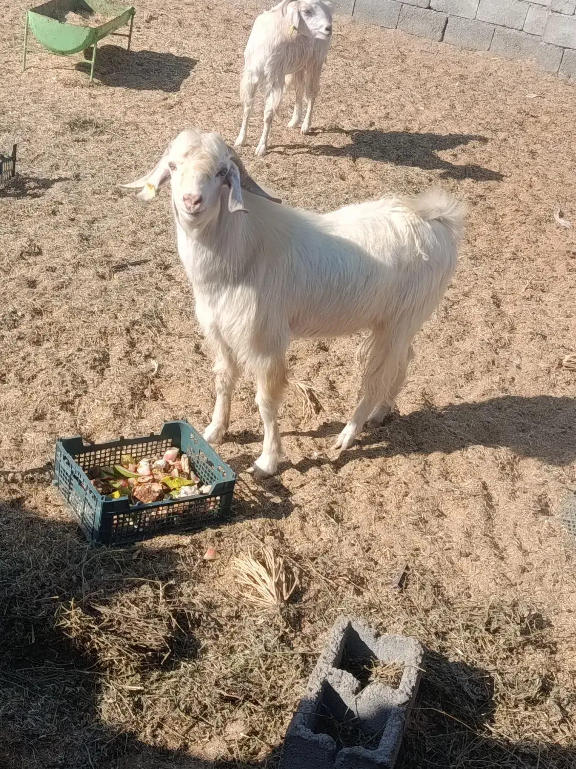 فروش سه عدد نر بز|حیوانات مزرعه|کهنوج, |دیوار