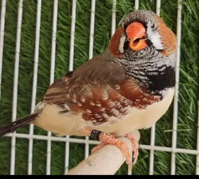 فنچ اورنج مرغ عشق رنگین کمانی|پرنده|یزد, |دیوار