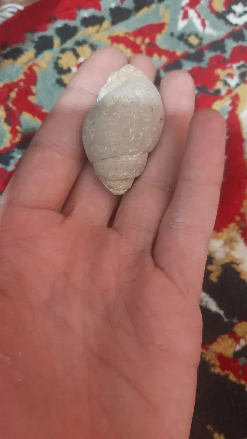 فسیل|کلکسیون اشیاء عتیقه|جلفا, |دیوار