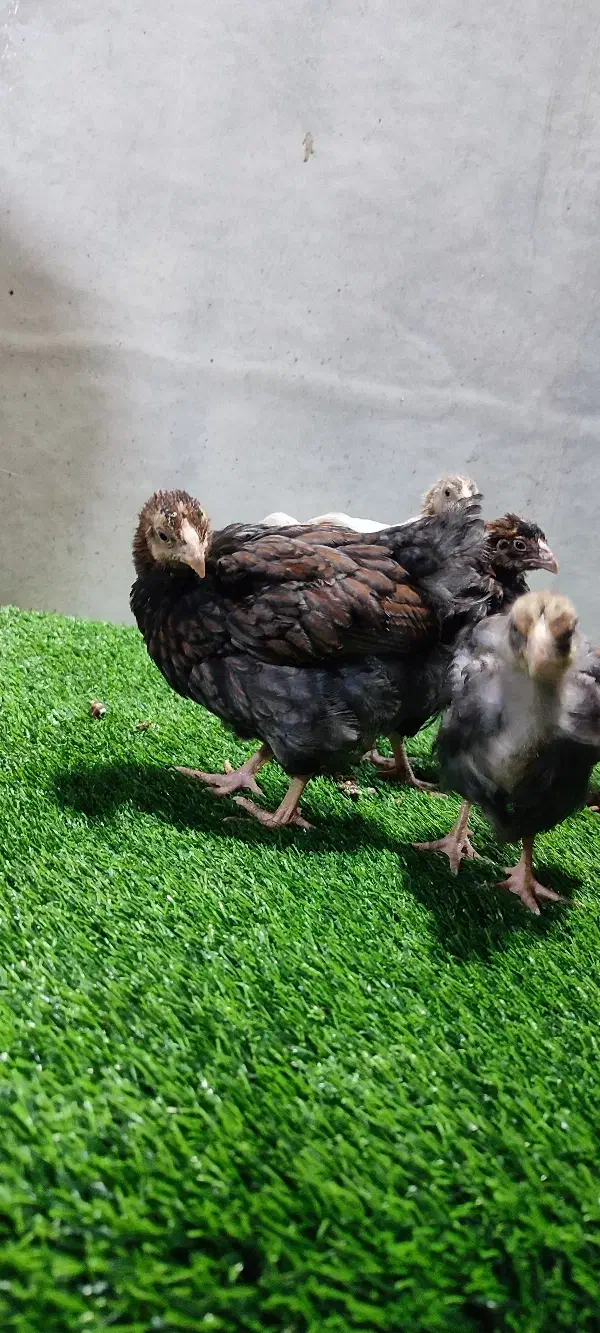 جوجه ۴۵ روزه ویاندوت|حیوانات مزرعه|تهران, تهرانسر غربی|دیوار