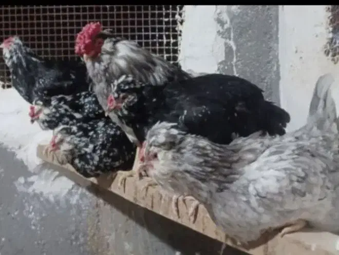 تخم نطفه دار گلین چهل تاج ریش بدون پر غلط|حیوانات مزرعه|ساوه, |دیوار