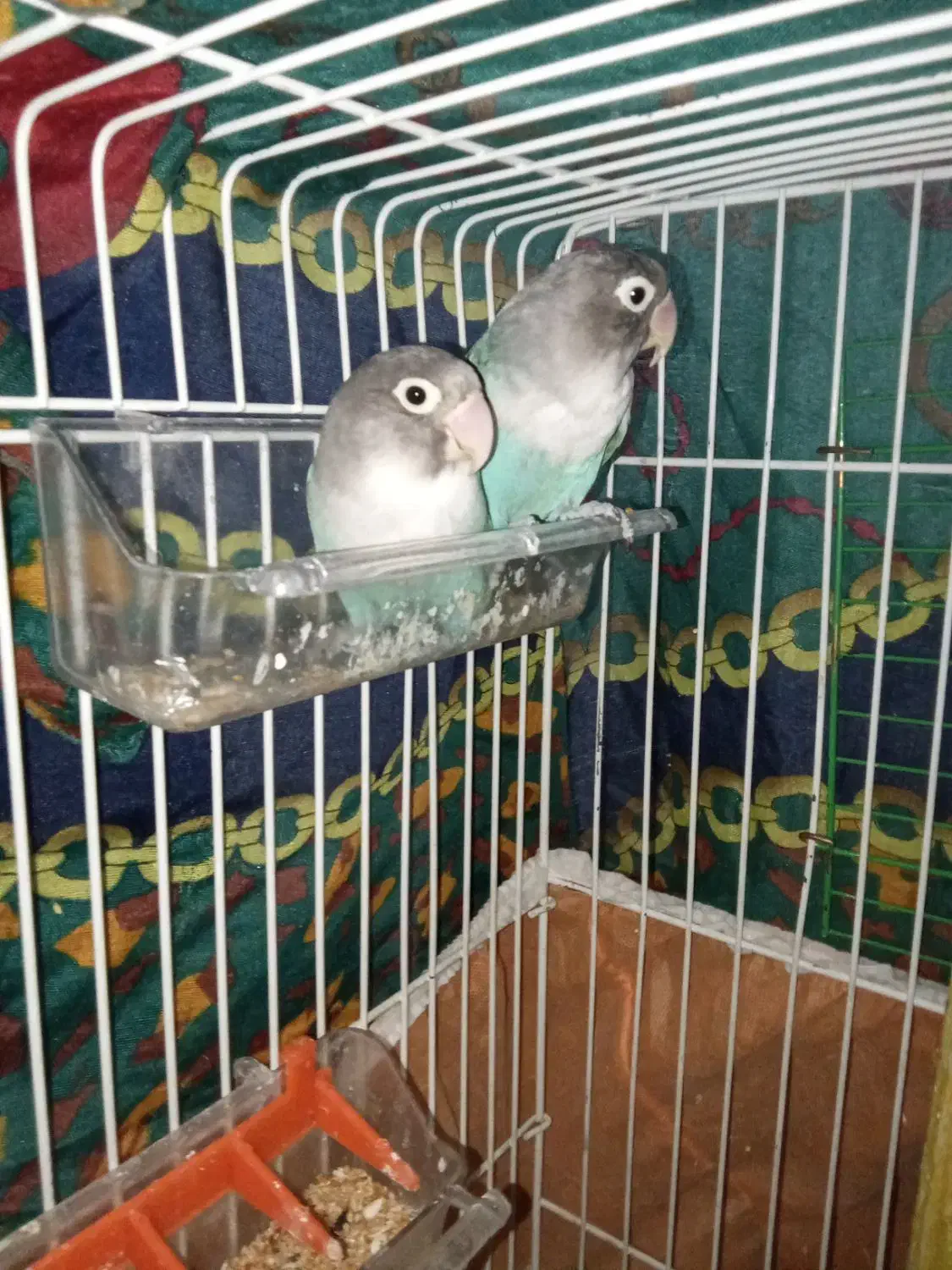 یک طوطی برزیلی کاربونی|پرنده|ارومیه, |دیوار