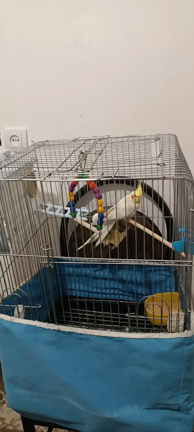 عروس به دو جوجه سر حال|پرنده|خوسف, |دیوار